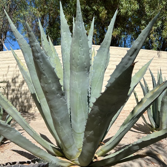 desert_spirit_